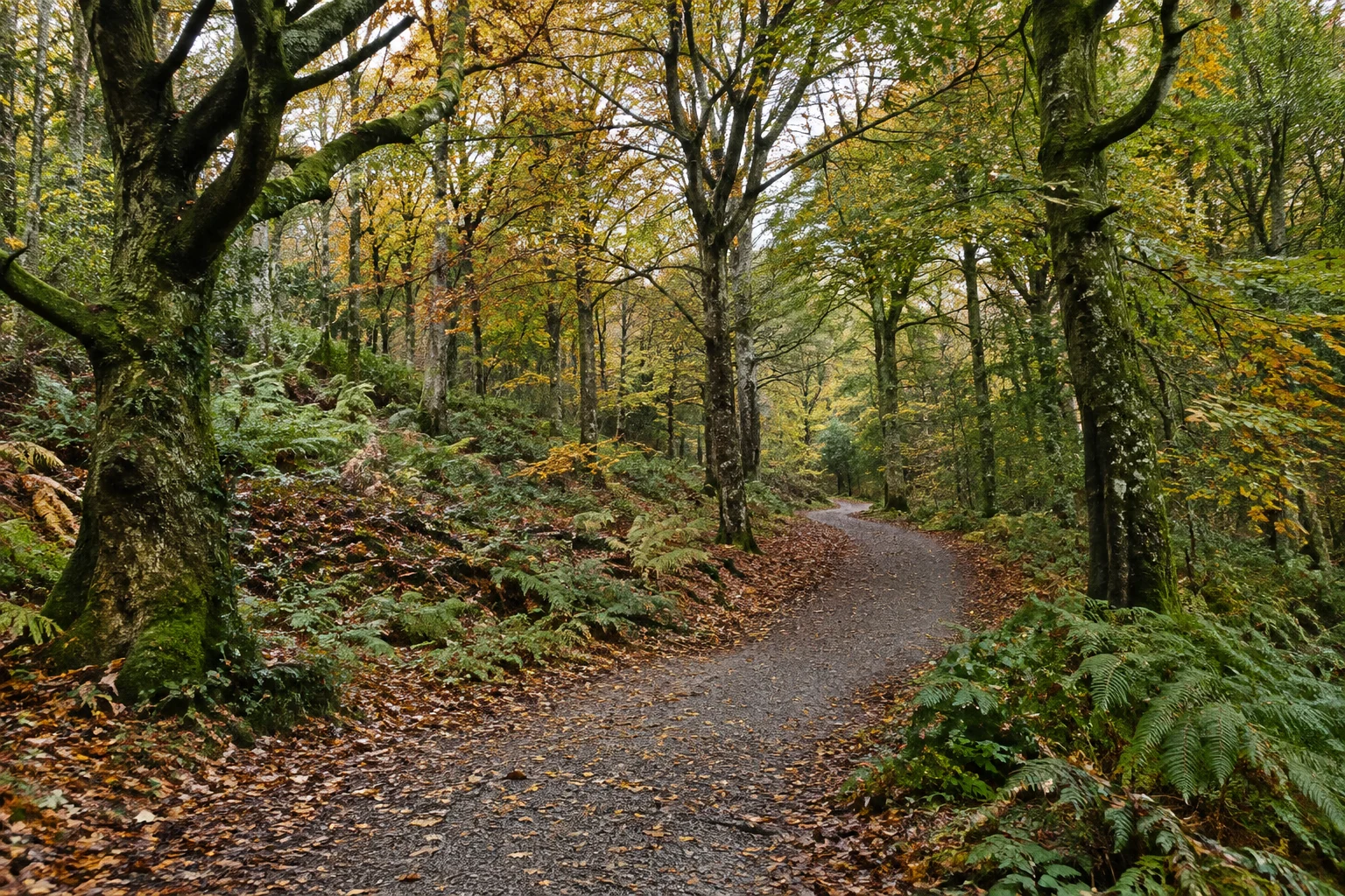 Autumn in Ireland: woodland colour, changing light and a good local day out