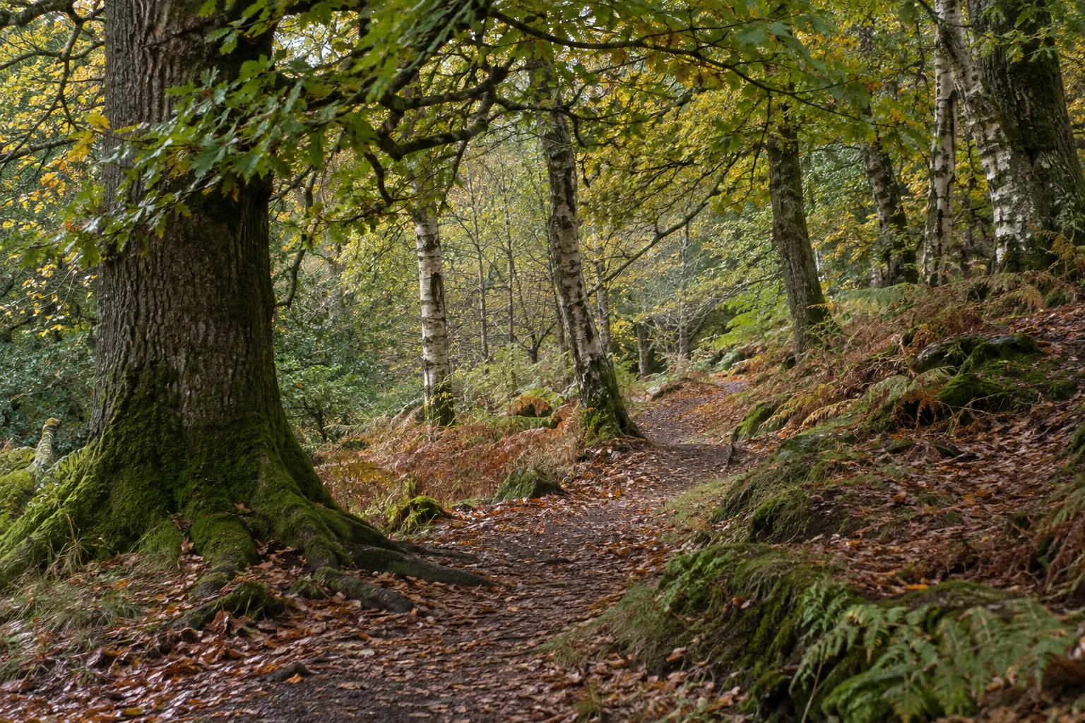 Wicklow wildlife sightings: keep the date and location with the squirrel